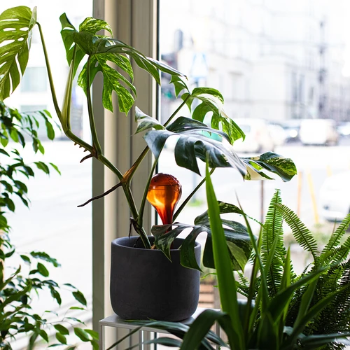 Bevattningskulor för växter, bärnstensfärgade genomskinliga, 400 ml, 2 st. - 11