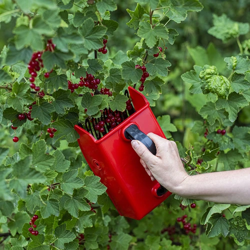 Maskin för att plocka små frukter - 6