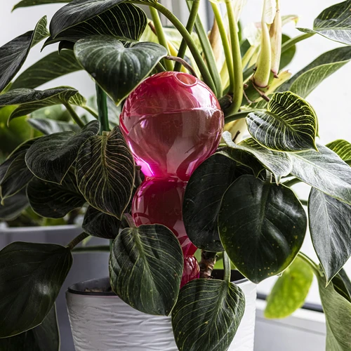 Tredubbel bevattningskula (trekammare), transparent rosa, 600 ml - 7
