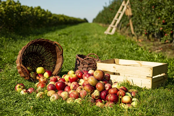 Hemgjord cider