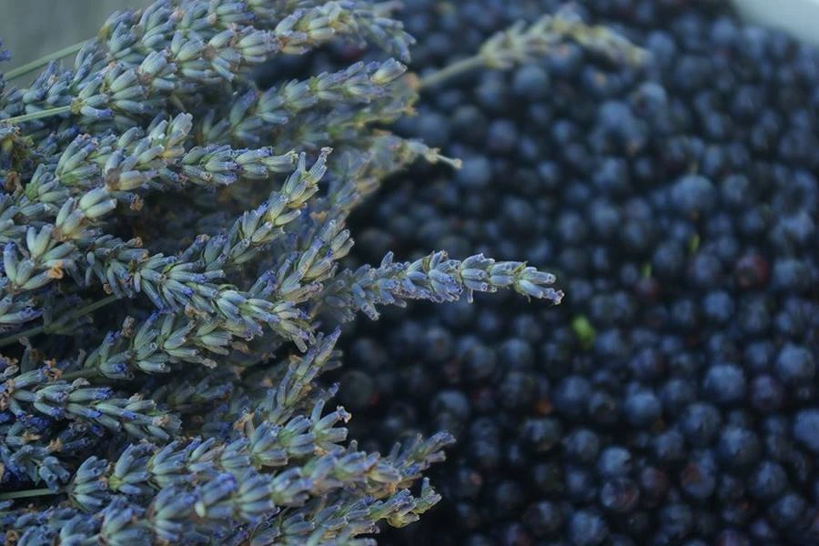 Browin Przepiśnik - Hemmagjort lavendel- och blåbärsvin